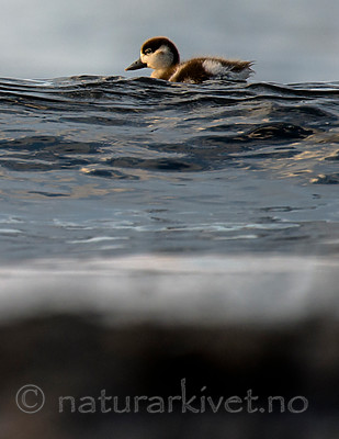 BB 15 0516 / Tadorna tadorna / Gravand